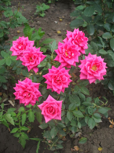 mini - trandafiri 00