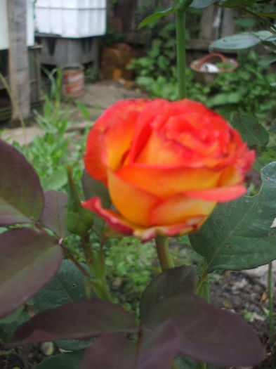 DSCF9956 - trandafiri 00