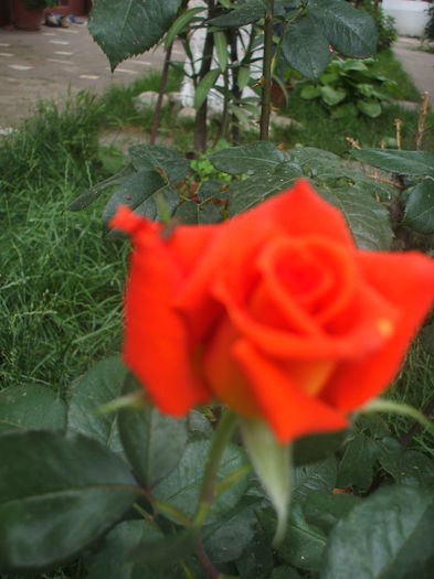 DSCF9949 - trandafiri 00
