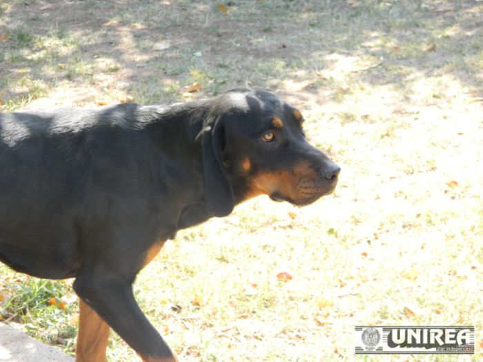 Copoi-Ardelenesc-Marco018 - 9 MARCO - CAMPIONUL EUROPEI EURODOGSHOW 2014