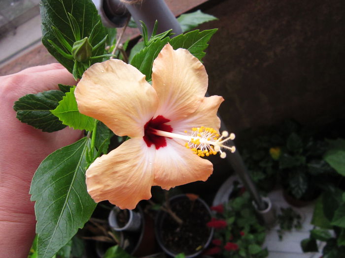 IMG_3259 - hibiscus