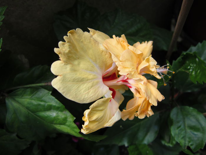 IMG_3234 - hibiscus