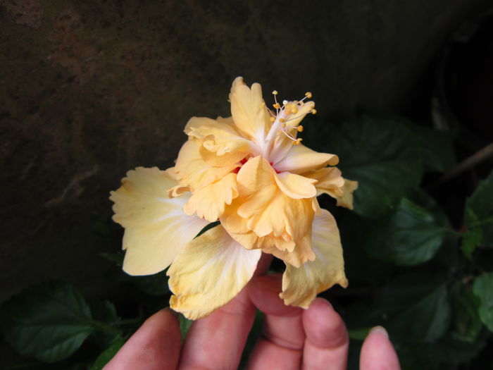 IMG_3235 - hibiscus