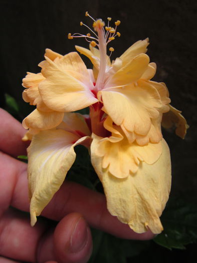 IMG_3236 - hibiscus