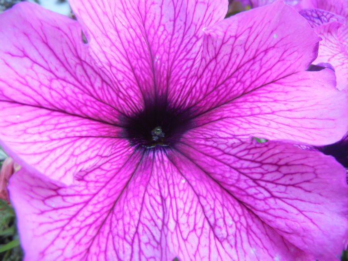 Purple Petunia (2014, June 11)