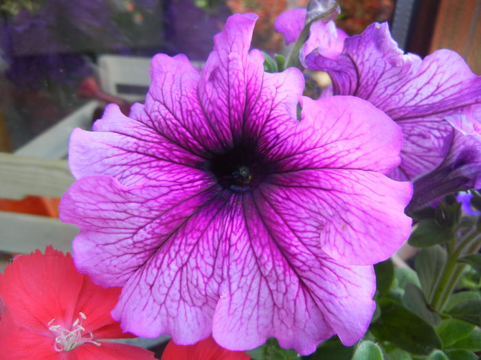 Purple Petunia (2014, June 11)