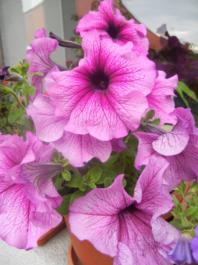 Purple Petunia (2014, June 14)
