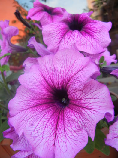 Purple Petunia (2014, June 14)