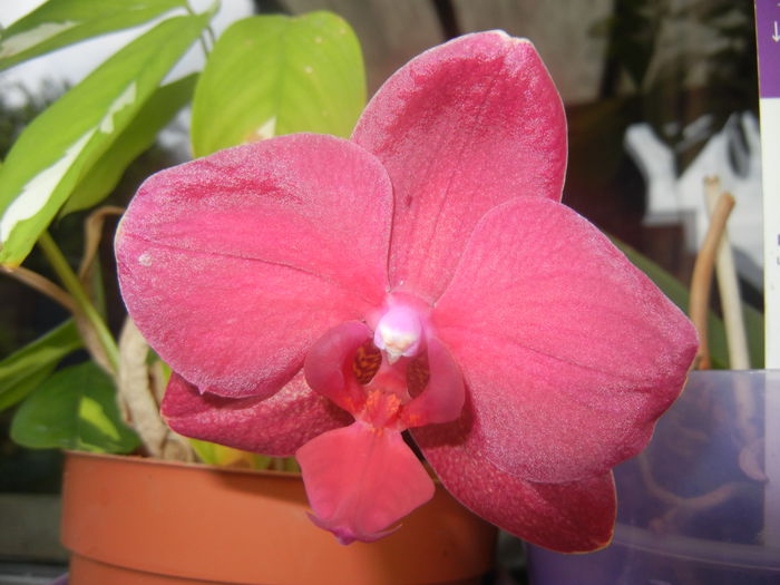 Violet Phalaenopsis (2014, June 14)