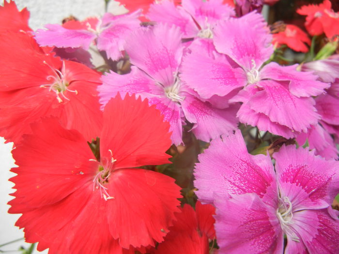 Red & Pink Dianthus (2014, June 14) - DIANTHUS_Garoafe Garofite