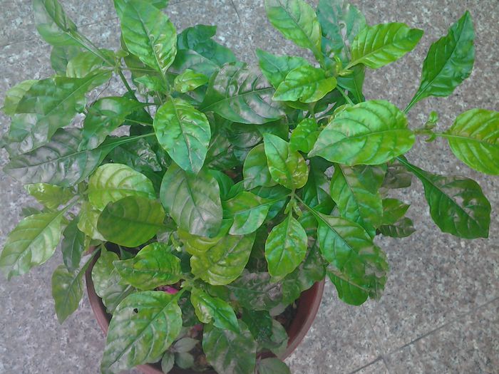 crossandra - iunie 2014