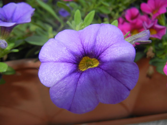 Calibrachoa Blue (2014, June 11)