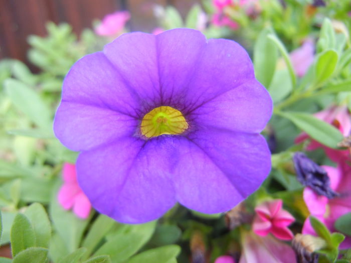 Calibrachoa Blue (2014, June 14) - Calibrachoa Blue