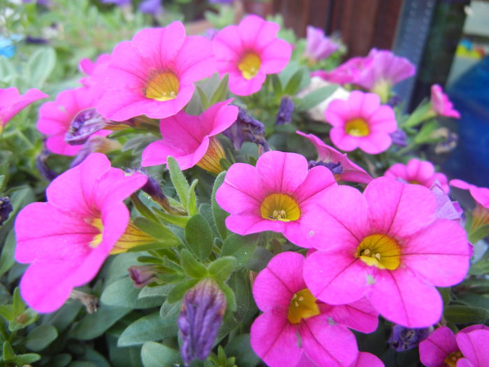 Calibrachoa Pink (2014, June 11)