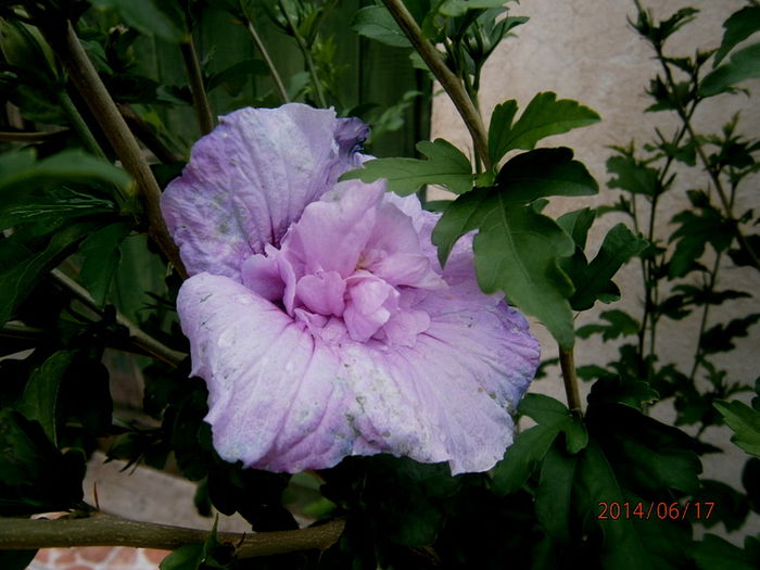 Hibiscus syriacus batut - IUNIE 2014