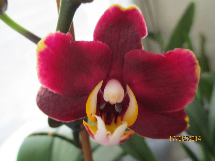 phale visinie cu alb