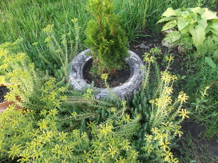 DSCF2733 - PRIMAVARA-VARA 2014