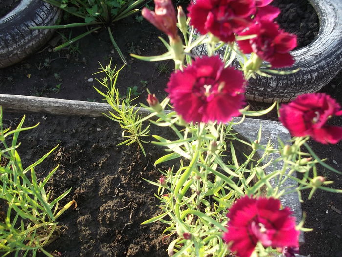 DSCF2734 - PRIMAVARA-VARA 2014