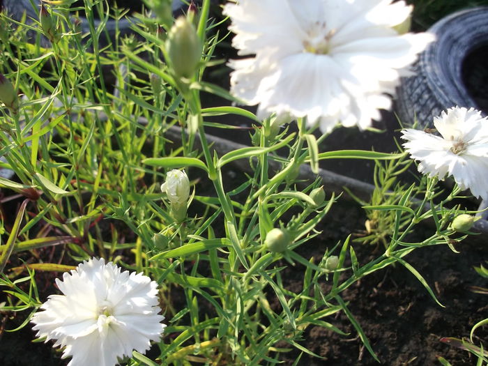 DSCF2735 - PRIMAVARA-VARA 2014