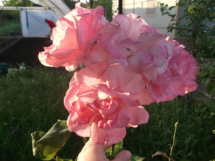 DSCF2744 - PRIMAVARA-VARA 2014