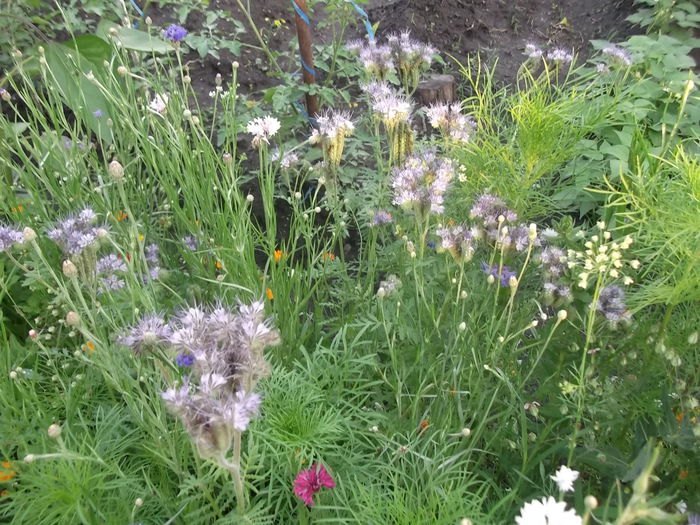 DSCF2745 - PRIMAVARA-VARA 2014