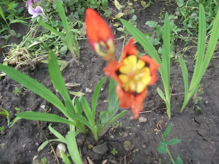 DSCF2748 - PRIMAVARA-VARA 2014