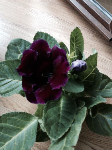 image - Gloxinia