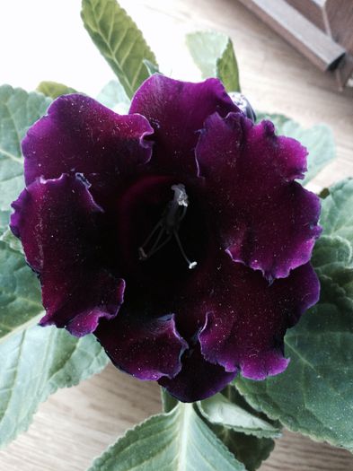 image - Gloxinia