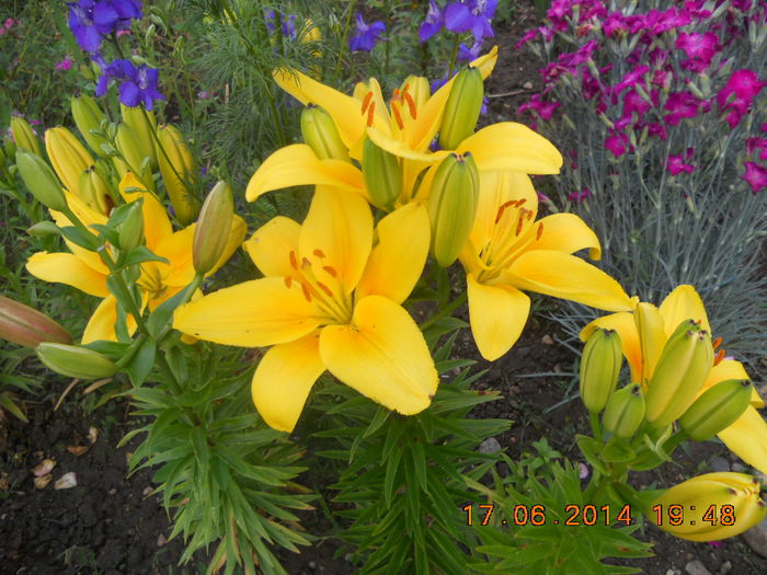 DSCN3139 - flori din gradina