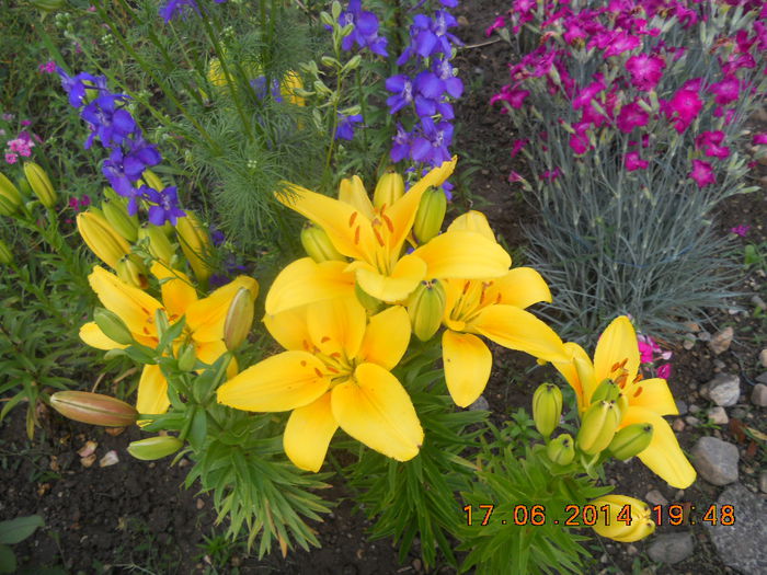 DSCN3138 - flori din gradina