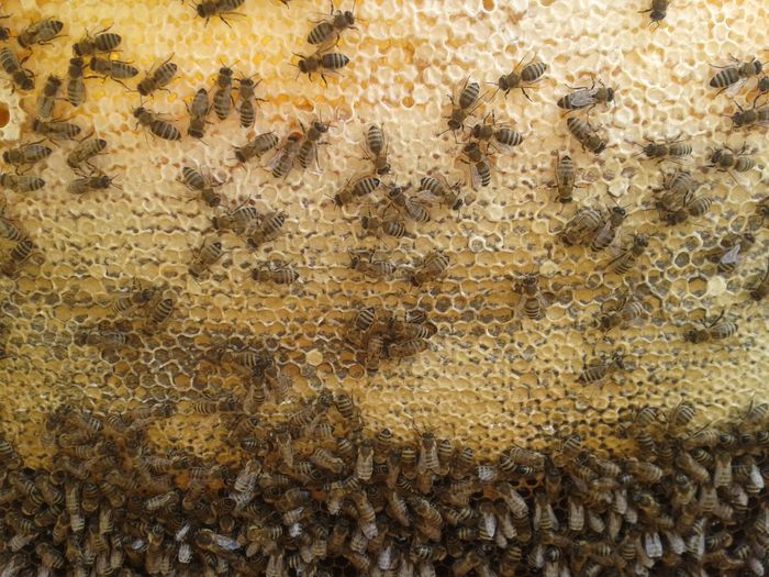 miere salcim 2014 - apicultura 2014