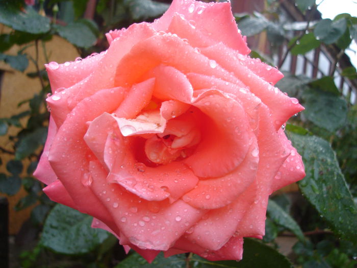 Trandafir Th. - Beauté - Dupa ploaie