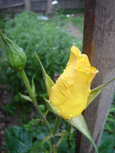 Golden Showers - Trandafir urcător - Dupa ploaie