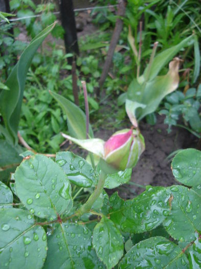 Trandafir Sissi - primul lui an - Dupa ploaie