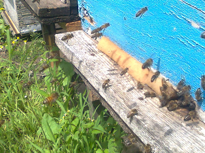 Fotografie0840 - ALBINE