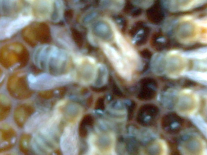 Fotografie0866 - ALBINE