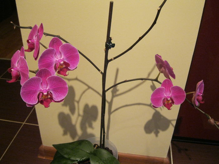 IMG_5049 - orhidee 2014