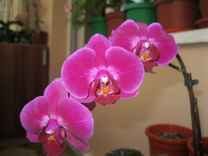 14 - orhidee 2014