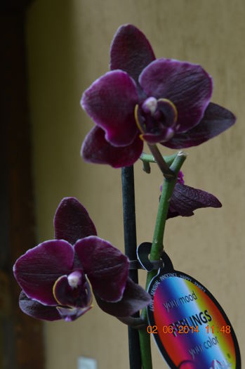 DSC_0027 - orhidee 2014