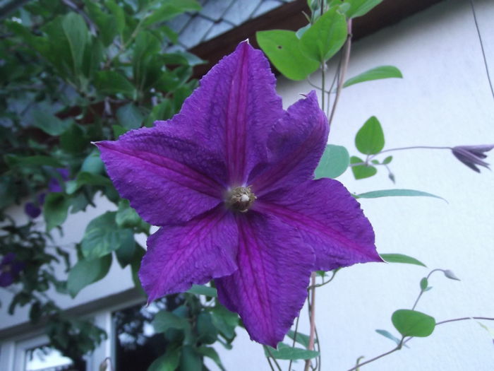 clematita - iunie 2014