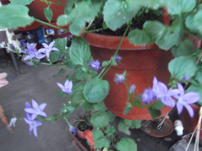 campanula multumesc aurelia - iunie 2014