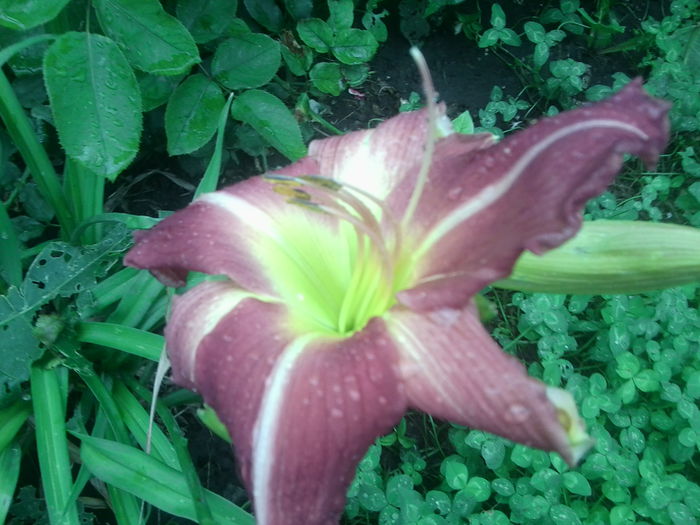 Fotografie1605 - hemerocallisi