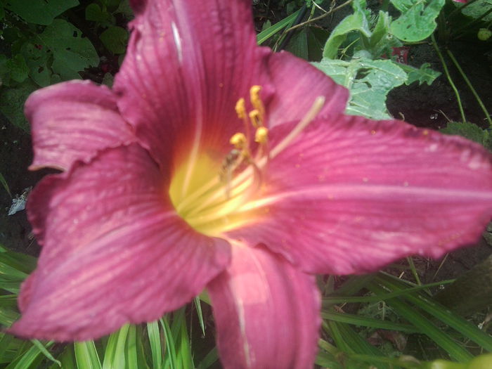 Fotografie1556 - hemerocallisi