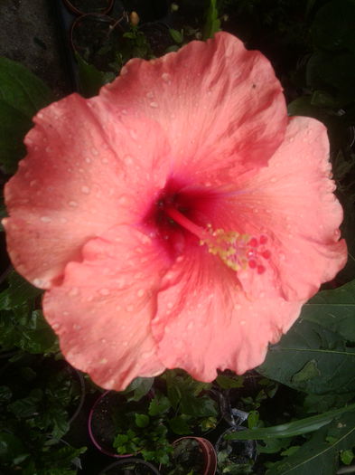 Fotografie1610 - hibiscusi 2014-1