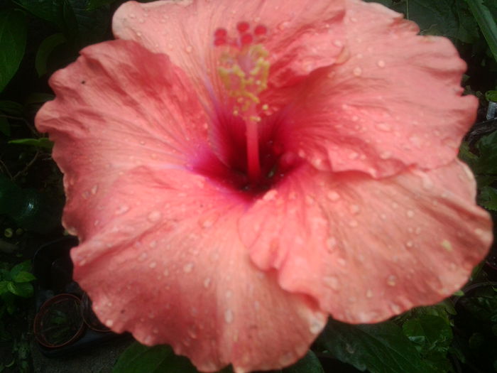 adonicus orange- - hibiscusi 2014-1