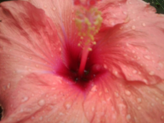 floare in a 5 zi - hibiscusi 2014-1