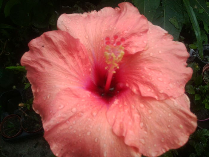 Fotografie1614 - hibiscusi 2014-1