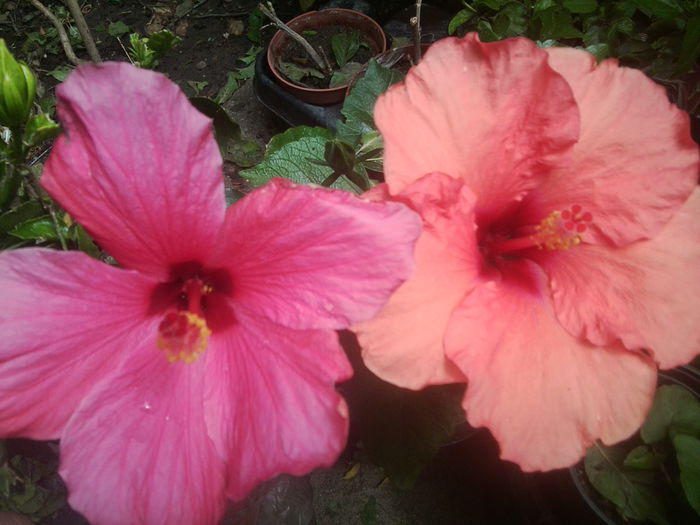 Fotografie1576 - hibiscusi 2014-1