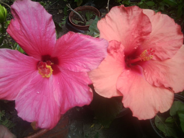 Fotografie1577 - hibiscusi 2014-1