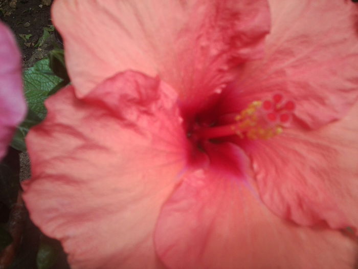 Fotografie1578 - hibiscusi 2014-1